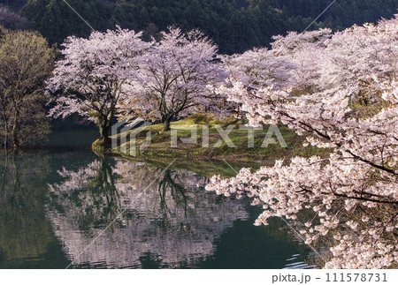 水面に映る桜　さくらの里公園　三重県の桜の名所　大台町観光スポット 111578731