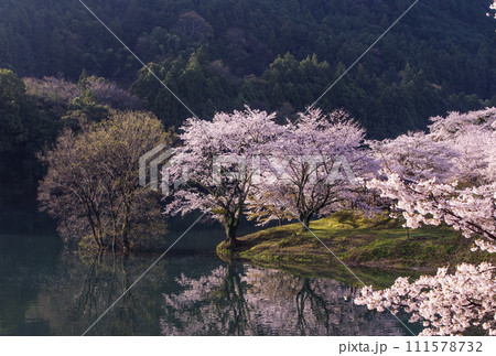 水面に映る桜　さくらの里公園　三重県の桜の名所　大台町観光スポット 111578732