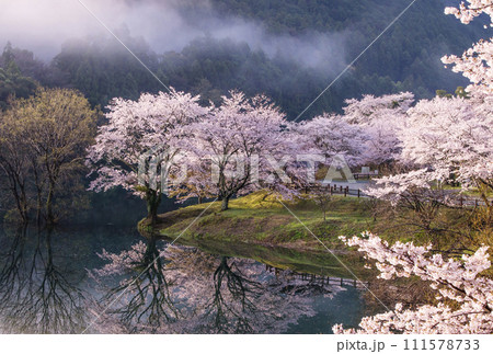 朝霧と水面に映る桜　さくらの里公園　三重県の桜の名所　大台町観光スポット 111578733