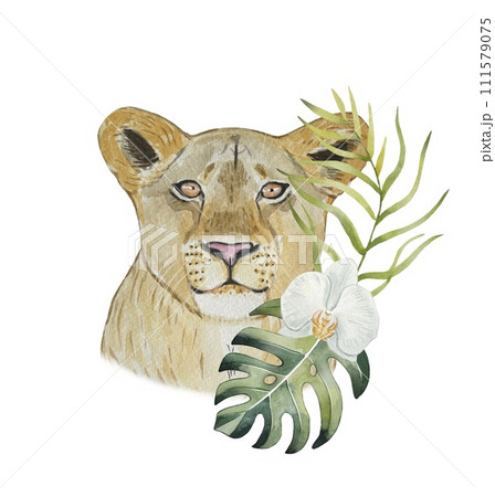 Watercolor cute lioness and floral tropical bouquet. Wild cat and plants, flowers. Watercolor cute lioness and floral tropical bouquet. Wild cat and plants, flowers. 111579075