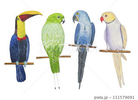Watercolor set with colorful parrots. Beautiful tropical birds 111579091