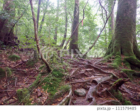 屋久島のヤクスギランドにある太忠岳 111579485