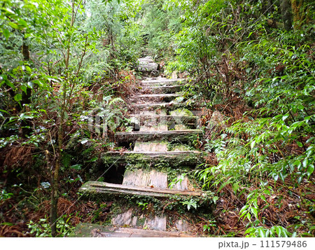 屋久島のヤクスギランドにある太忠岳 111579486