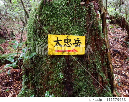 屋久島のヤクスギランドにある太忠岳 111579488