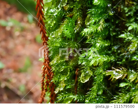屋久島のヤクスギランドにある太忠岳 屋久島のヤクスギランドにある太忠岳 111579500