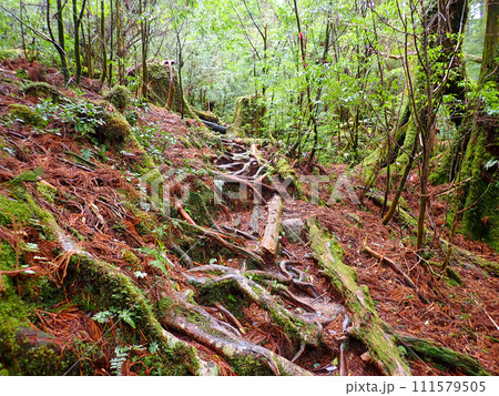 屋久島のヤクスギランドにある太忠岳 111579505