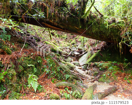 屋久島のヤクスギランドにある太忠岳 屋久島のヤクスギランドにある太忠岳 111579523