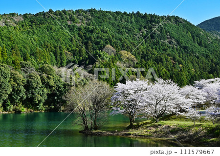 桜咲くさくらの里公園　新緑に映える桜　三重県の桜の名所　大台町観光スポット 111579667