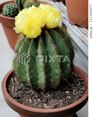 サボテンの花 サボテンの花 111580977