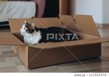 European cat in a delivery paper box. The concept of buying a new home or relocation. Pet sitting in a cardboard box. Looking cat in removal box European cat in a delivery paper box. The concept of buying a new home or relocation. Pet sitting in a cardboard box. Looking cat in removal box 111581570