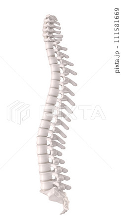 Human spine with discs and vertebrae, orthopaedic anatomical detail. 3d render. 111581669