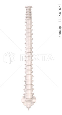 frontal view human spine with anatomical details. isolated on white. 111581671