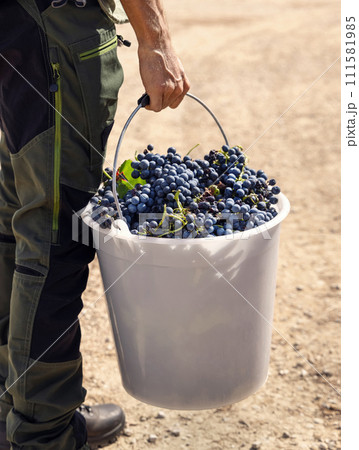 Men holding a bucket filled with red grapes during the harvest period, back view Men holding a bucket filled with red grapes during the harvest period, back view 111581985