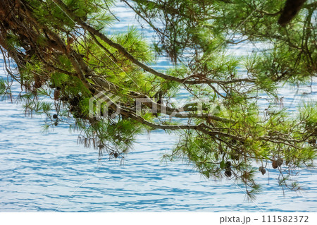 pine branch with cones and azure Adriatic Sea pine branch with cones and azure Adriatic Sea 111582372