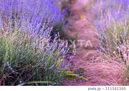 Lavender flower background purple colors Lavender flower background purple colors 111582380