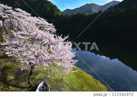 桜咲く池郷川　山あいに咲く桜　吉野熊野国立公園　奈良県下北山 111582972
