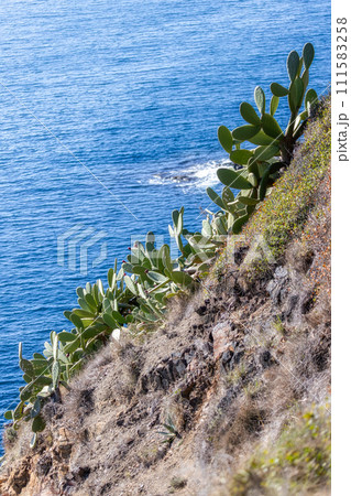 Green cactus plants in Spanish coastal in Costa Brava in spring Green cactus plants in Spanish coastal in Costa Brava in spring 111583258