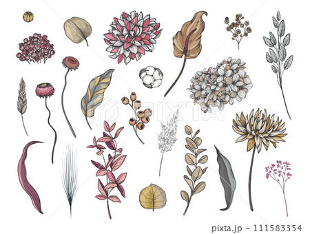 Vector collection of dried flowers, leaves and branches. hydrangea, palm leaves, eucalyptus and other plants. Vector collection of dried flowers, leaves and branches. hydrangea, palm leaves, eucalyptus and other plants. 111583354