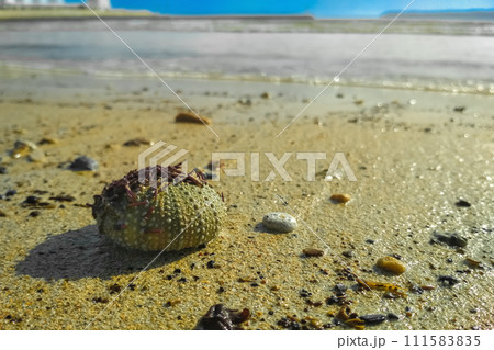 Empty dead bony shell of a sea urchin with the remnants of thorns lies on the beach in the sand on a sunny day by the ocean. Inhabitants of the deep sea, fauna, their life and habitat 111583835