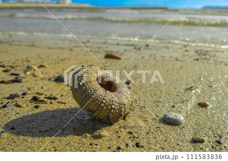 Empty dead bony shell of a sea urchin lies on the beach in the sand on a sunny day by the ocean. Inhabitants of the deep sea, fauna, their life and habitat Empty dead bony shell of a sea urchin lies on the beach in the sand on a sunny day by the ocean. Inhabitants of the deep sea, fauna, their life and habitat 111583836