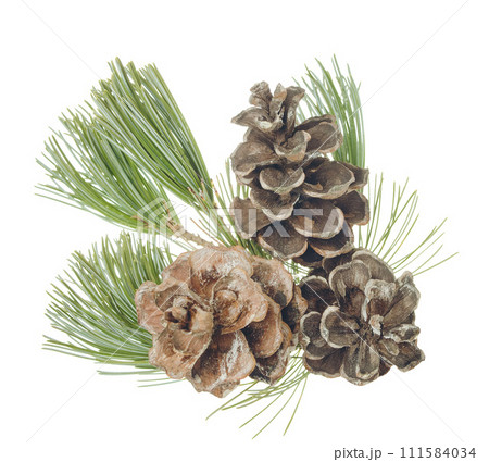 Pine cone and branch of fir tree. Christmas and New Year decor. Winter holidays Pine cone and branch of fir tree. Christmas and New Year decor. Winter holidays 111584034