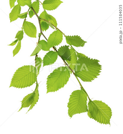 Fresh linden .Linden branches with leaves. isolated. Healthy and natural tea. linden tree. Fresh linden .Linden branches with leaves. isolated. Healthy and natural tea. linden tree. 111584035