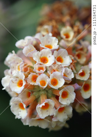 White butterfly bush flower panicle in close up 111584731