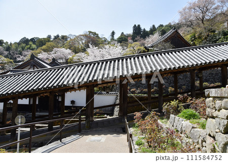 春の長谷寺　登廊　奈良県桜井市初瀬 111584752