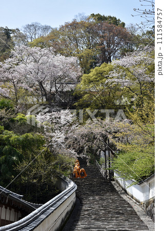 春の長谷寺　参道の石段と桜　奈良県桜井市初瀬 111584757