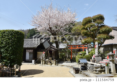 春の長谷寺　法起院の境内　奈良県桜井市初瀬 111584759