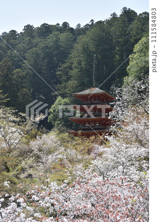 春の長谷寺 五重塔 奈良県桜井市初瀬 春の長谷寺 五重塔 奈良県桜井市初瀬 111584803