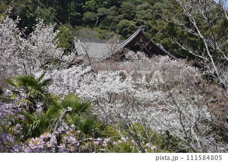 春の長谷寺　本堂遠望　奈良県桜井市初瀬 111584805