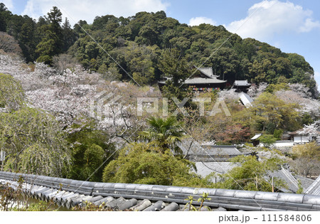 春の長谷寺 本坊から本堂を望む 奈良県桜井市初瀬 春の長谷寺 本坊から本堂を望む 奈良県桜井市初瀬 111584806