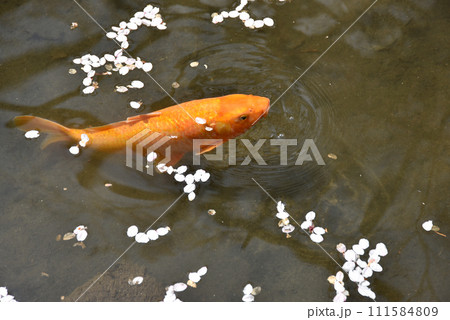 春の長谷寺 池の鯉 奈良県桜井市初瀬 春の長谷寺 池の鯉 奈良県桜井市初瀬 111584809