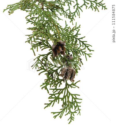Cypress with cones. Is used for for beauty, skin care, wellness. Alternative medicine. Isolated. 111584875