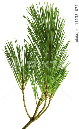 Branches of fragrant pine, isolated on white background without shadow. Close-up. Branches of fragrant pine, isolated on white background without shadow. Close-up. 111584876