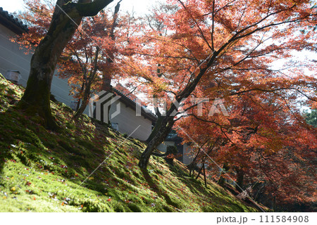 秋の曼殊院 紅と白塀 京都市左京区 秋の曼殊院 紅と白塀 京都市左京区 111584908