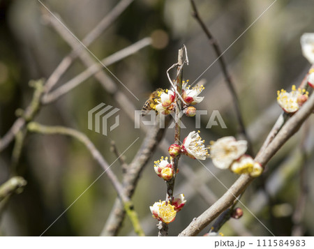 梅の花と蜜蜂 111584983