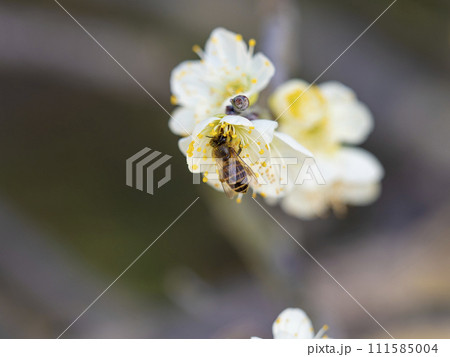 梅の花と蜜蜂 梅の花と蜜蜂 111585004