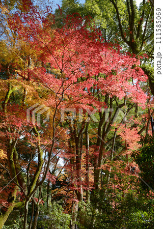 秋の上賀茂神社　境内の紅葉　京都市北区 111585069