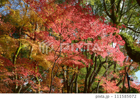 秋の上賀茂神社　境内の紅葉　京都市北区 111585072