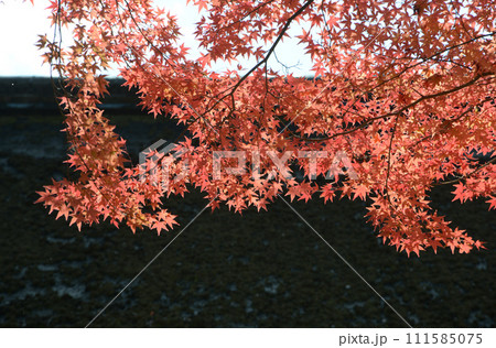 秋の上賀茂神社 境内の紅葉 京都市北区 秋の上賀茂神社 境内の紅葉 京都市北区 111585075