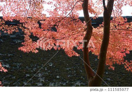 秋の上賀茂神社 境内の紅葉 京都市北区 秋の上賀茂神社 境内の紅葉 京都市北区 111585077