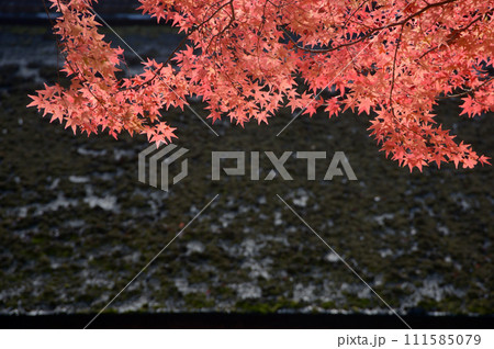 秋の上賀茂神社 境内の紅葉 京都市北区 秋の上賀茂神社 境内の紅葉 京都市北区 111585079