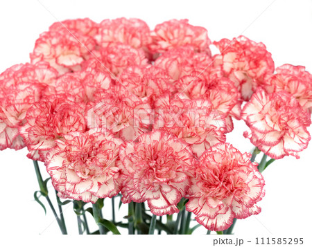 カーネーションの切り花 カーネーションの切り花 111585295