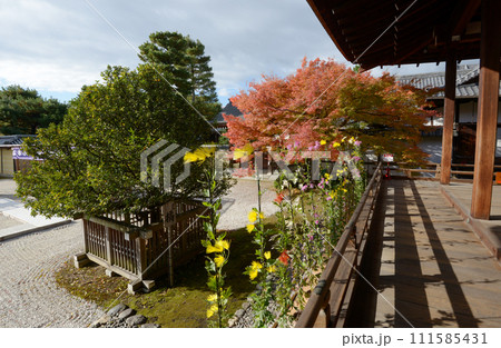 秋の大覚寺　宸殿の橘と嵯峨菊　京都市右京区嵯峨 111585431