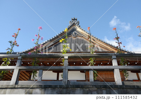 秋の大覚寺 五大堂の嵯峨菊 京都市右京区嵯峨 秋の大覚寺 五大堂の嵯峨菊 京都市右京区嵯峨 111585432