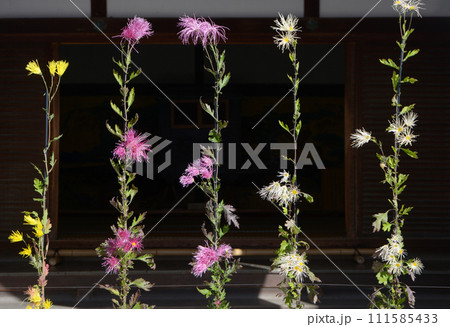 秋の大覚寺　境内の嵯峨菊　京都市右京区嵯峨 111585433