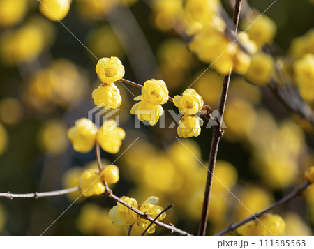 道明寺天満宮に咲く蝋梅の花 道明寺天満宮に咲く蝋梅の花 111585563