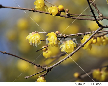 道明寺天満宮に咲く蝋梅の花 道明寺天満宮に咲く蝋梅の花 111585565